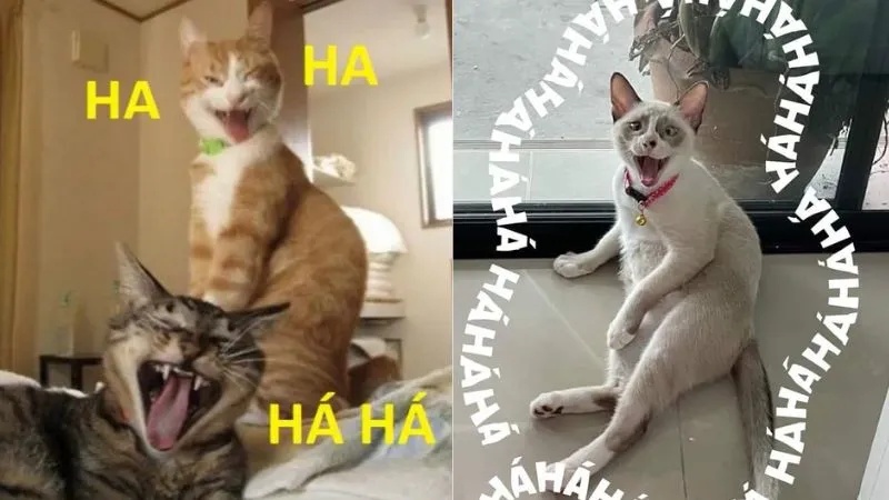Meme Hài