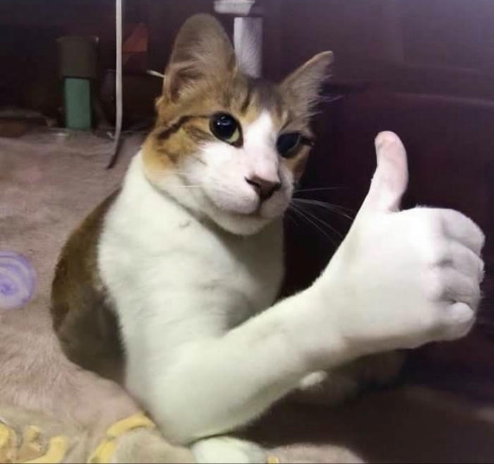 meme like