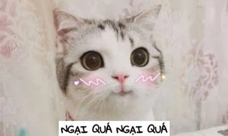 Meme Ngại
