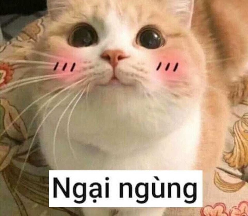Meme Ngại