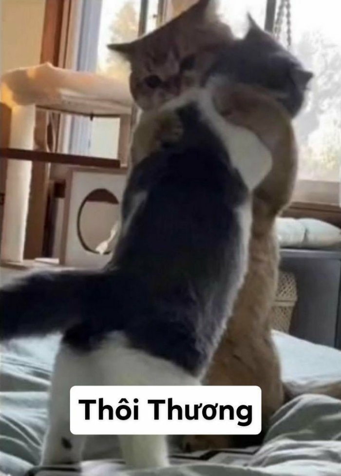 meme ôm