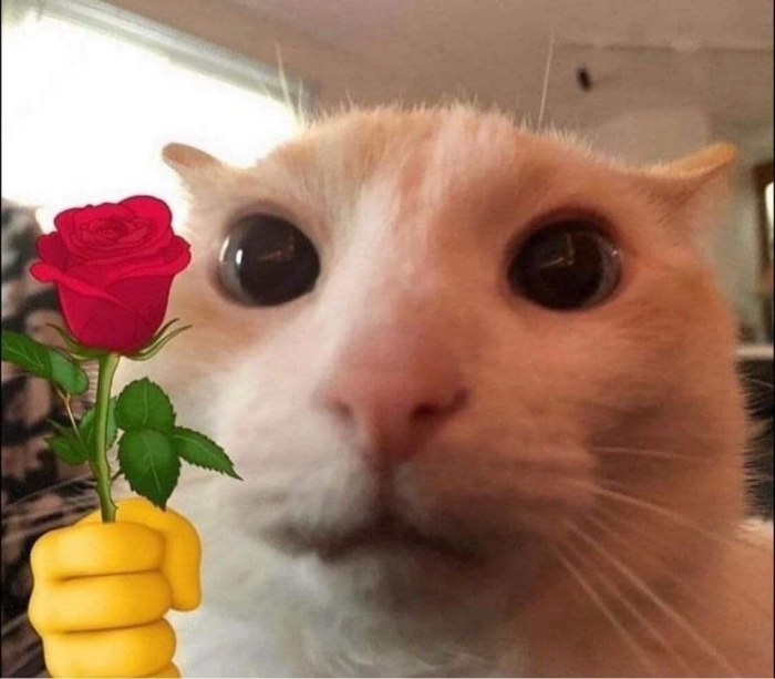 meme tặng hoa