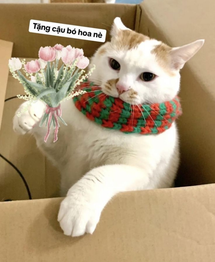 meme tặng hoa