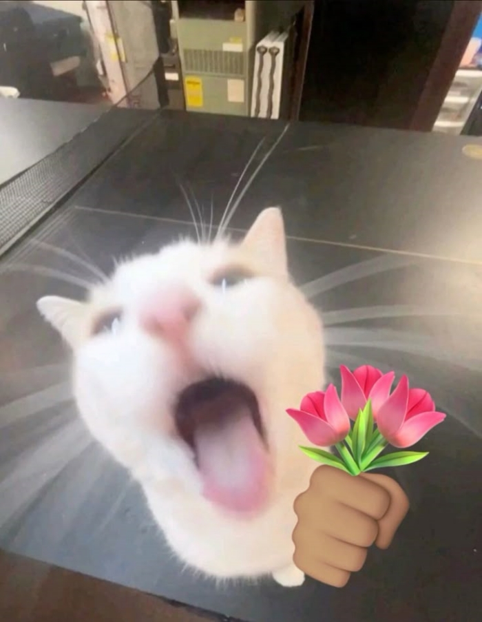 meme tặng hoa