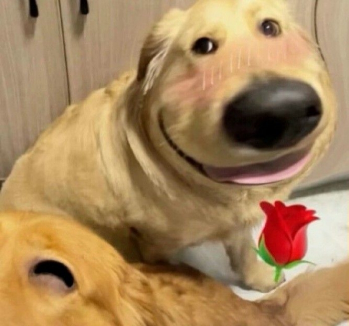 meme tặng hoa