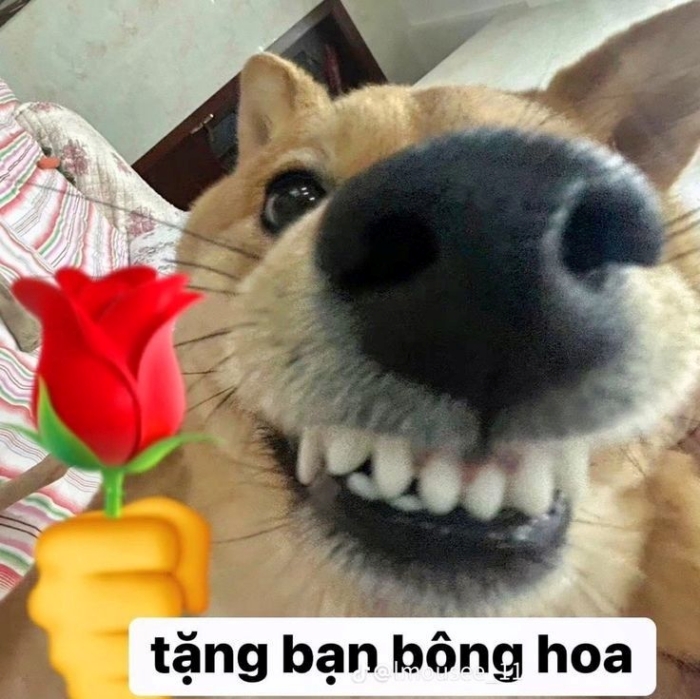 meme tặng hoa