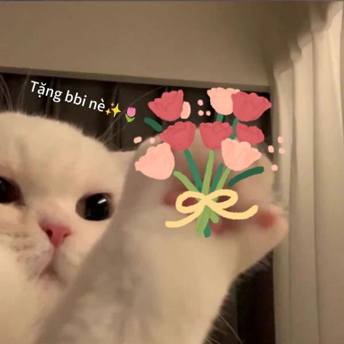 meme tặng hoa