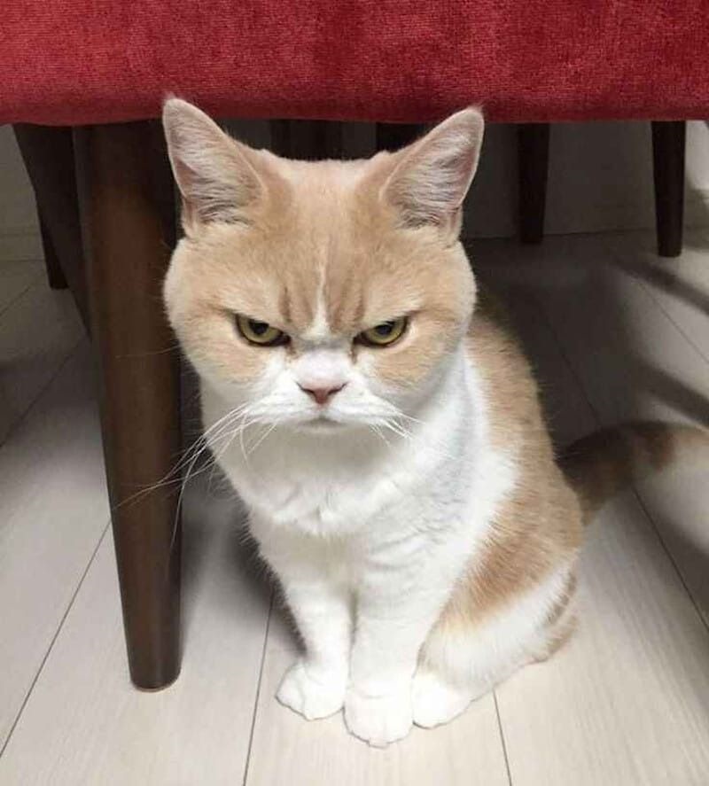 Meme tức giận
