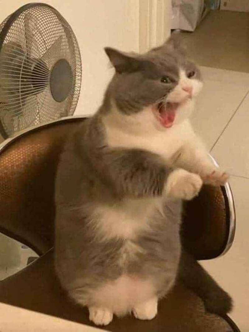 Meme tức giận