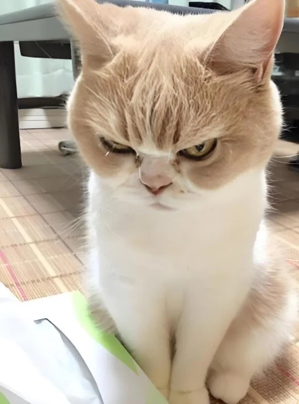 Meme tức giận