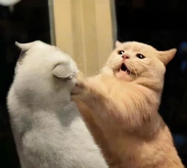 Meme tức giận