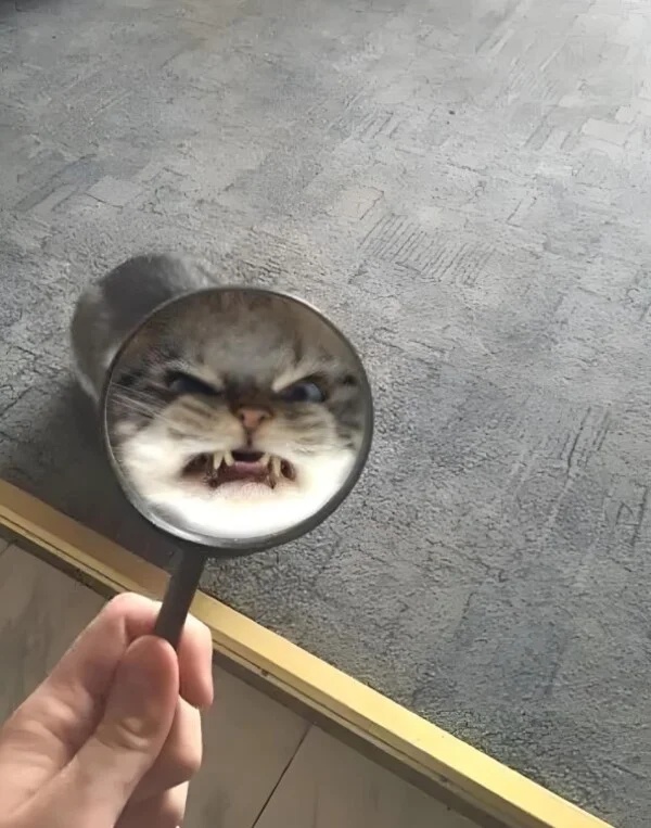 Meme tức giận