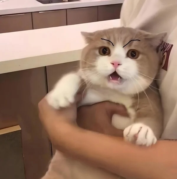 Meme tức giận