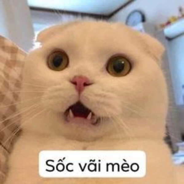 Meme Vô Tri