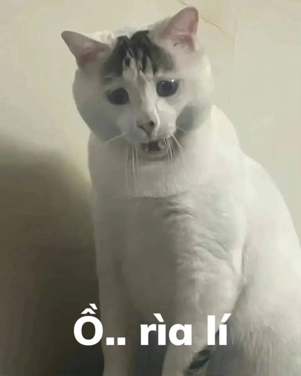 Meme Vô Tri
