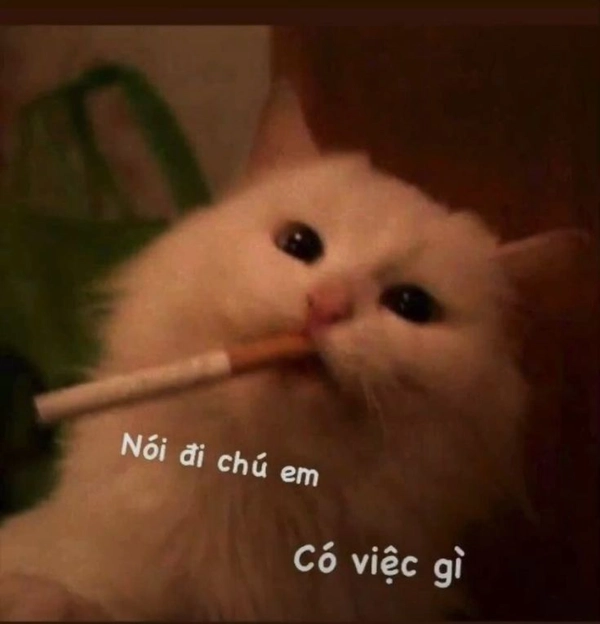 Meme Vô Tri