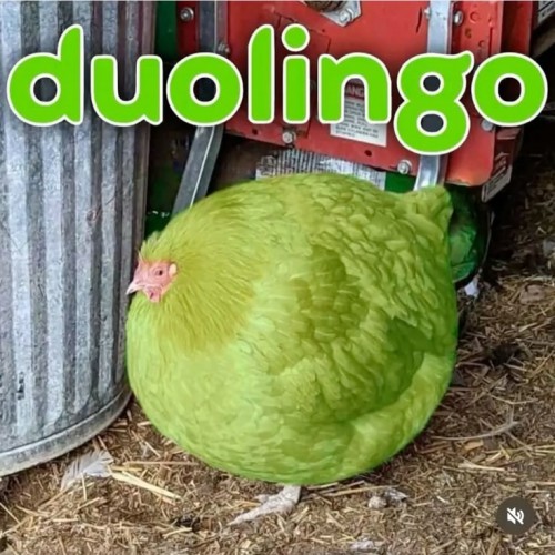 duolingo meme