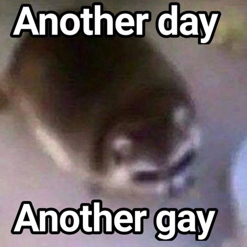 gay meme
