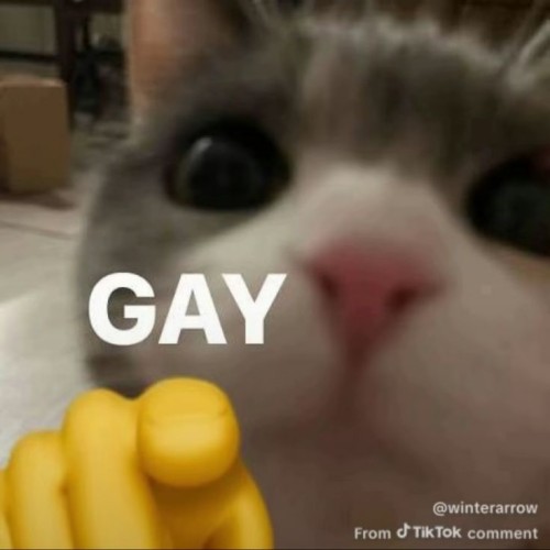gay meme