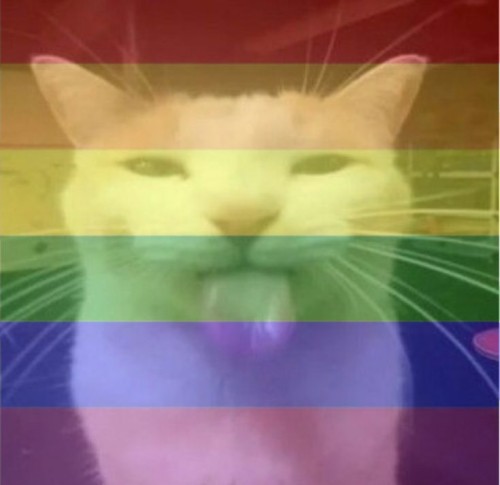 gay meme