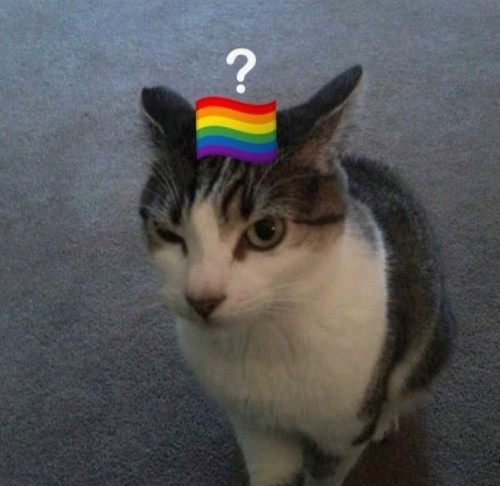 gay meme