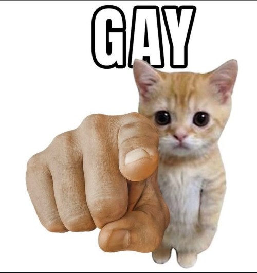 gay meme