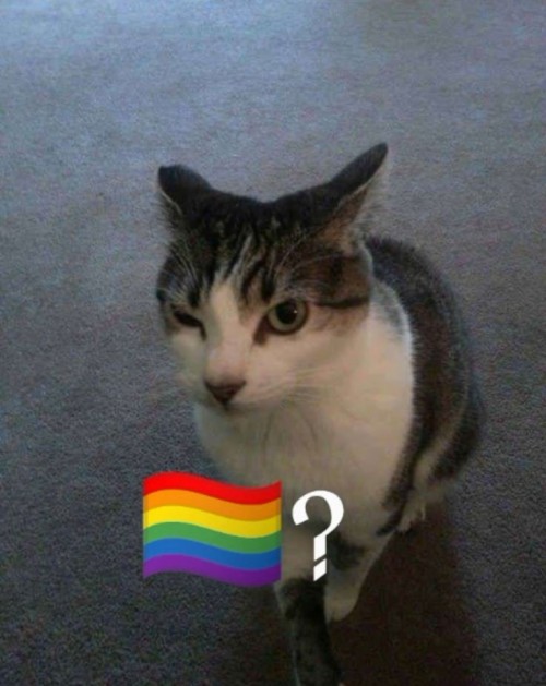 gay meme