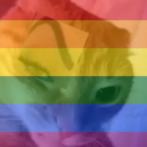 gay meme