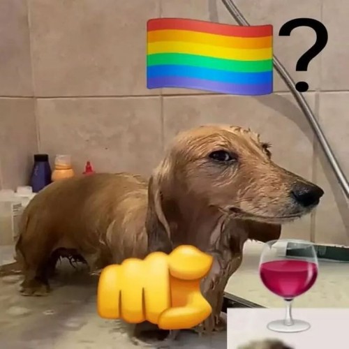 gay meme