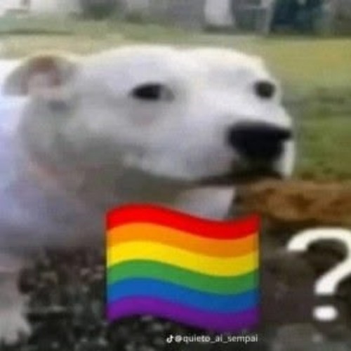 gay meme