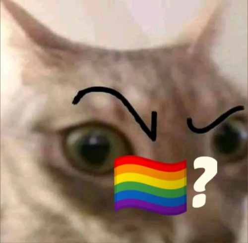 gay meme