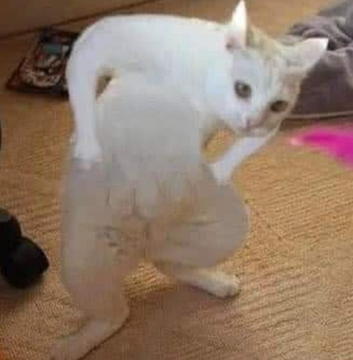 meme chống nạnh