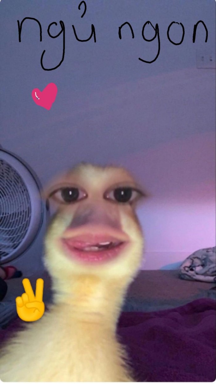 meme chúc ngủ ngon