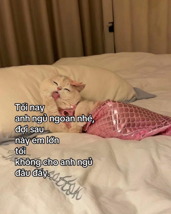 meme chúc ngủ ngon