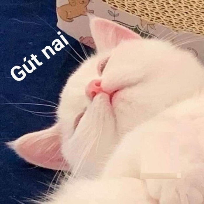 meme chúc ngủ ngon