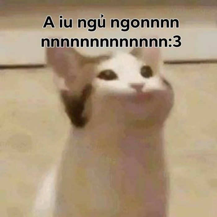 meme chúc ngủ ngon