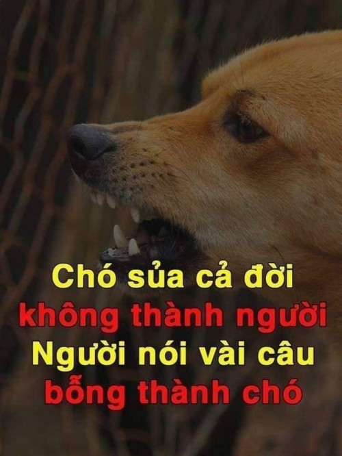 meme chửi