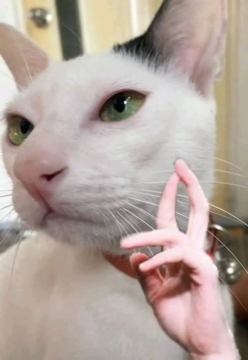 meme chửi