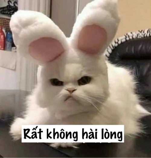 meme dỗi