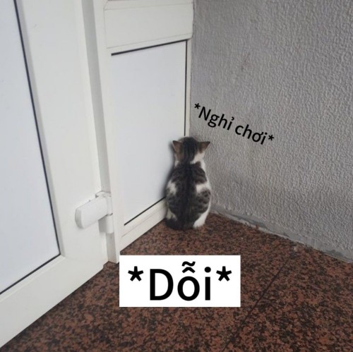 meme dỗi