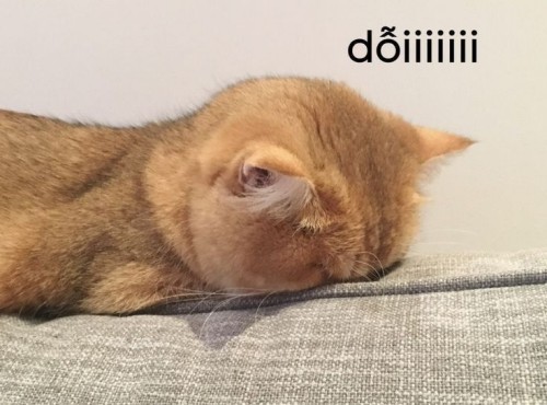 meme dỗi