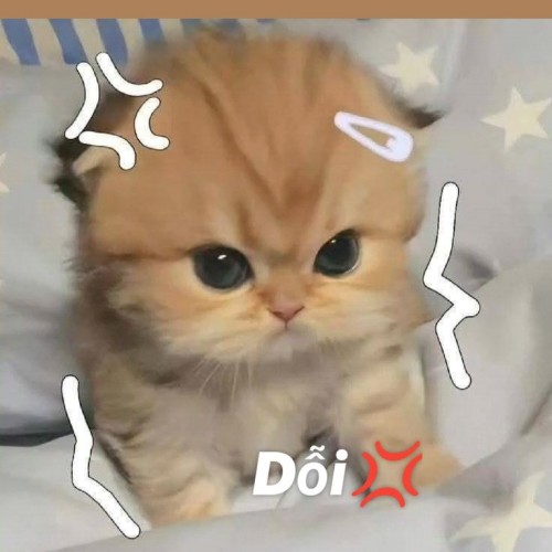 meme dỗi