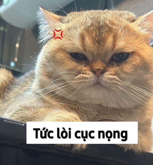 meme dỗi