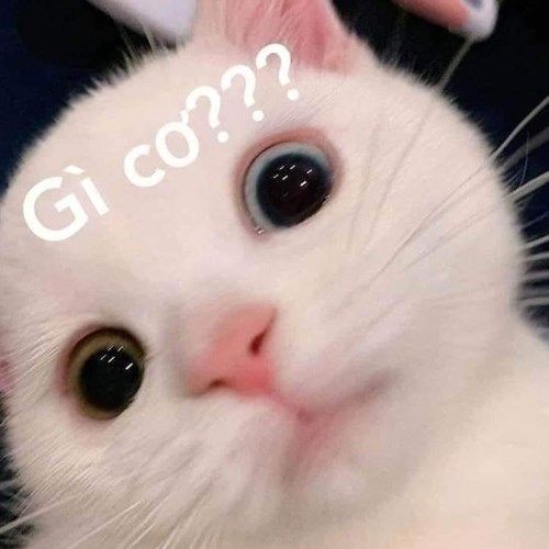 meme khó hiểu