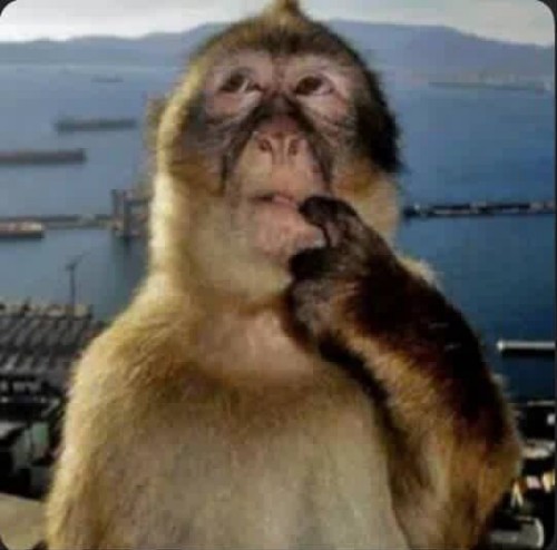 meme khó hiểu