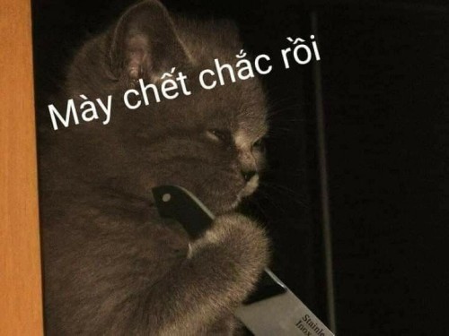 meme mèo cầm dao