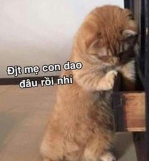 meme mèo cầm dao