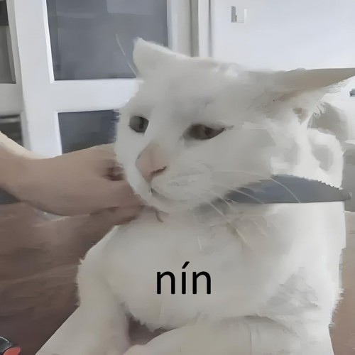 meme mèo cầm dao