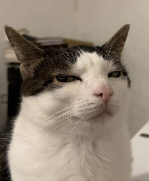 meme nghi ngờ