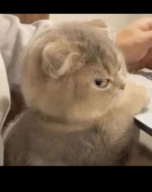 meme nghi ngờ
